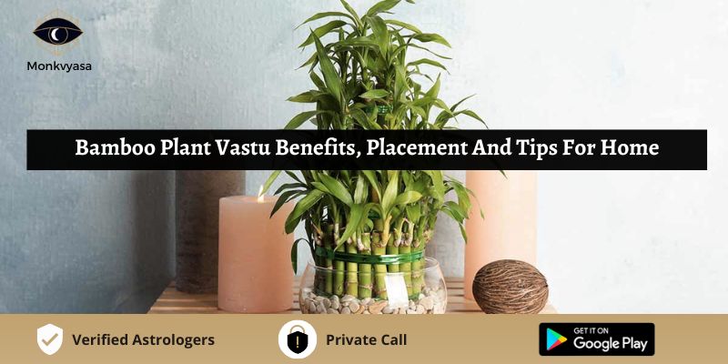 https://www.monkvyasa.com/public/assets/monk-vyasa/img/Bamboo Plant Vastu Benefits.jpg